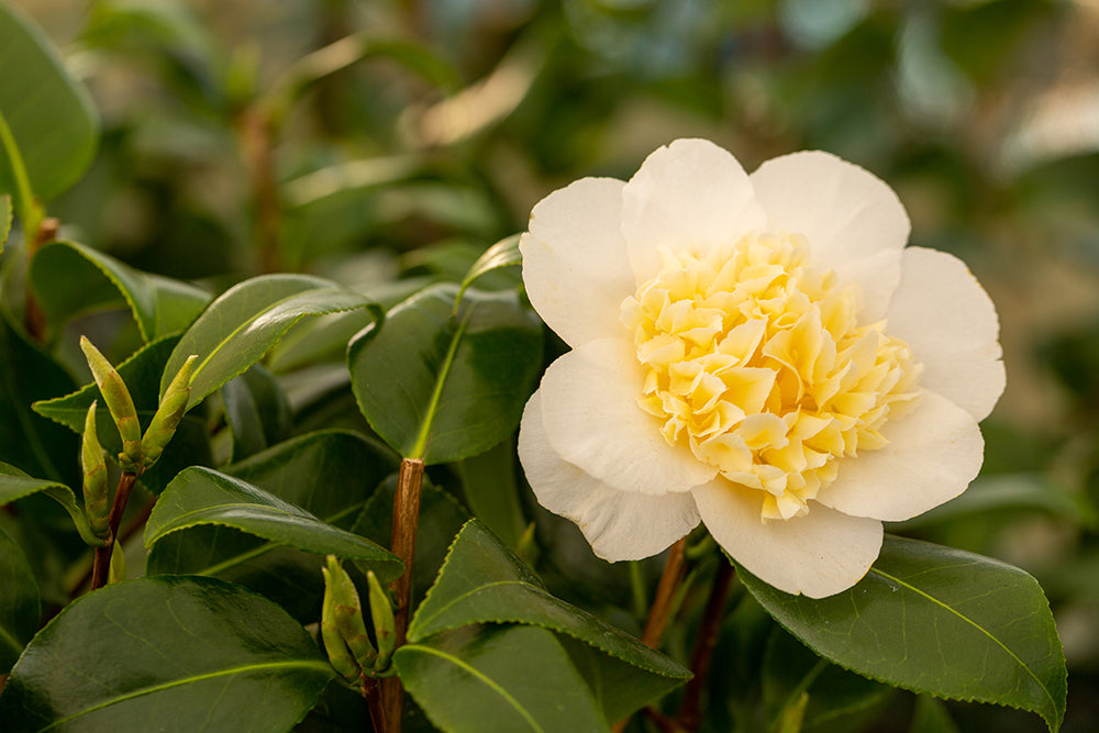 Camellia japonica 'Brushfield's Yellow' Flowering Plant