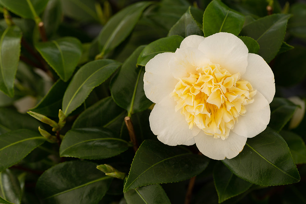 Flower on Camellia japonica 'Brushfield's Yellow' Plant