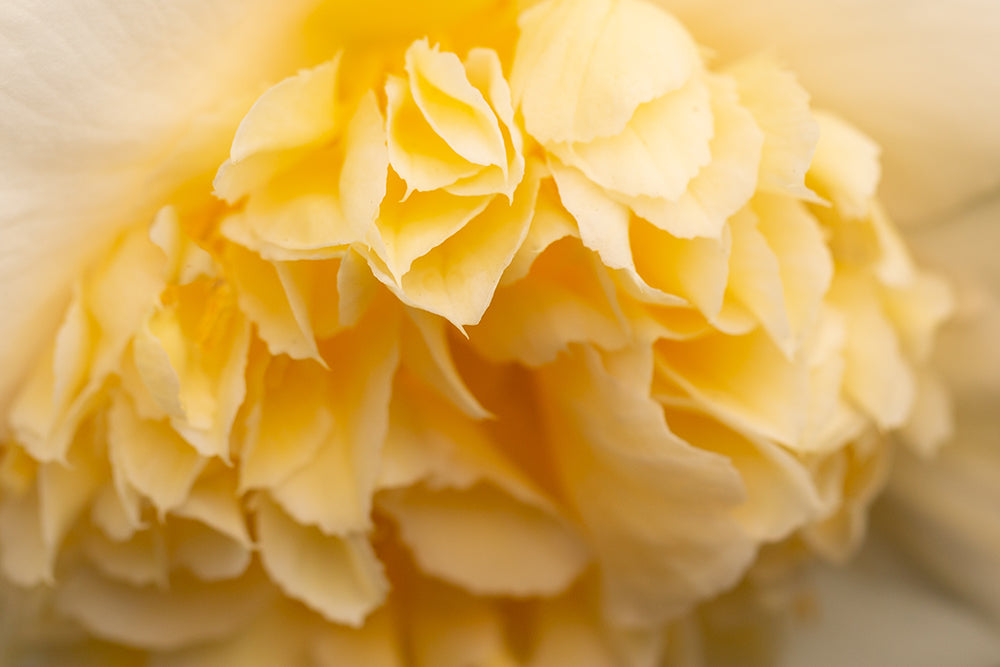 Close up of Camellia japonica 'Brushfield's Yellow' Flower