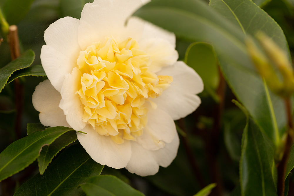 Flowering Camellia japonica 'Brushfield's Yellow' Plant