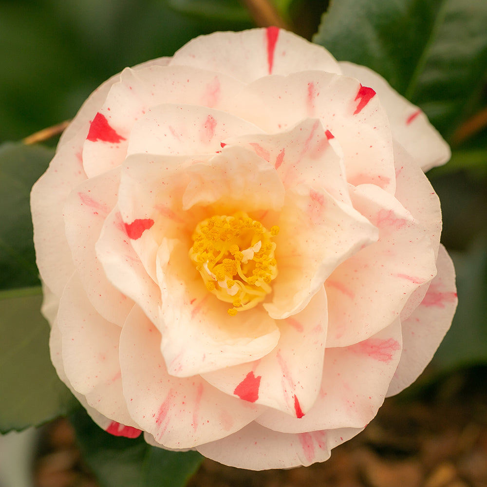 Camellia japonica 'Contessa Lavinia Maggi' Flower