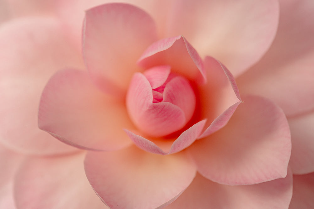Open flower on Camellia japonica 'Happy Birthday' plant