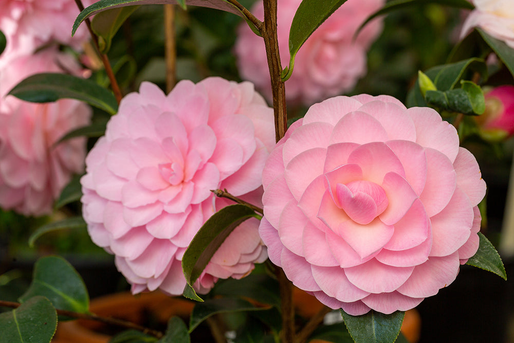 flowers on Camellia Japonica Happy Birthday