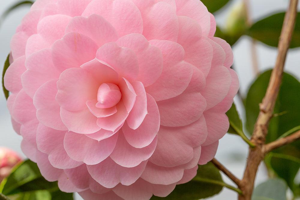 Camellia japonica 'Happy Birthday' flower head