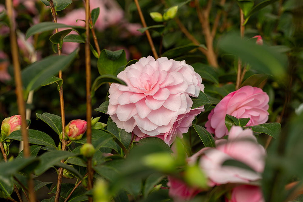 Camellia japonica 'Happy Birthday' plant