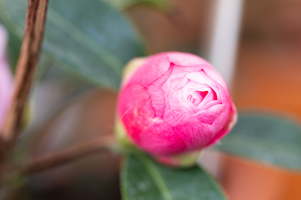 Budding Camellia japonica 'Happy Birthday' flower