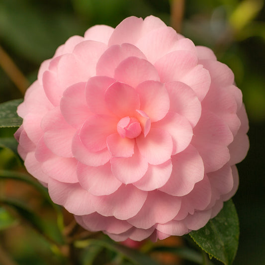 Camellia japonica 'Happy Birthday' flower