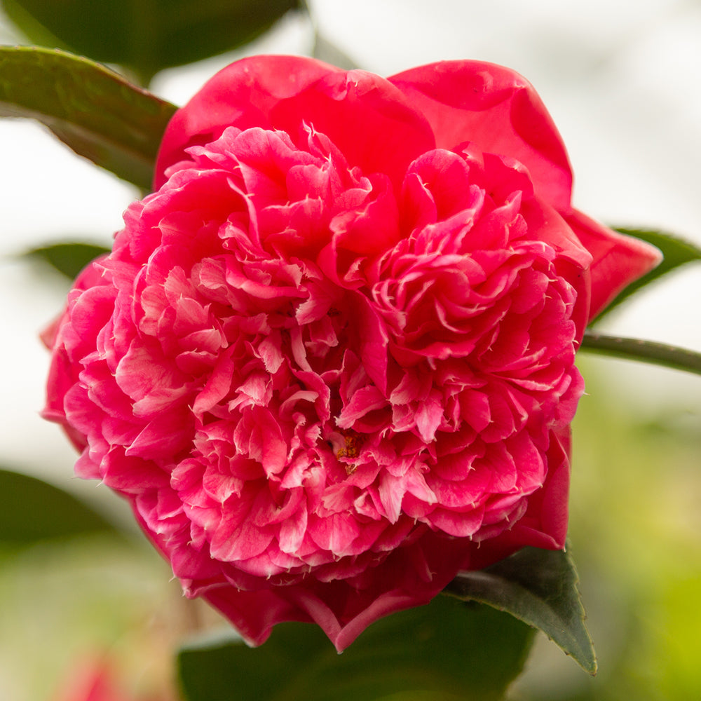 Pink Camellia Williamsii Anticipation flower