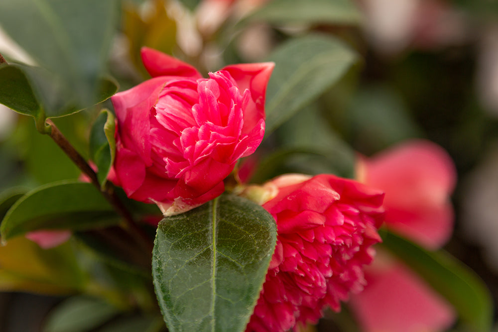Flowering Pink Camellia Williamsii Anticipation