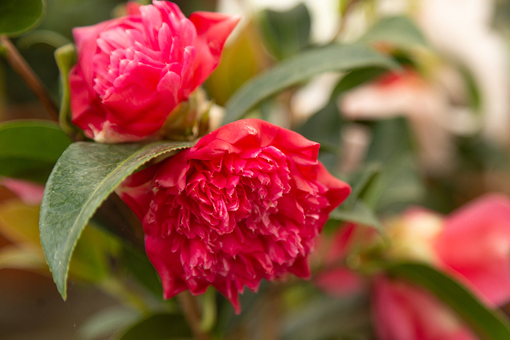 Camellia x williamsii 'Anticipation' flowers