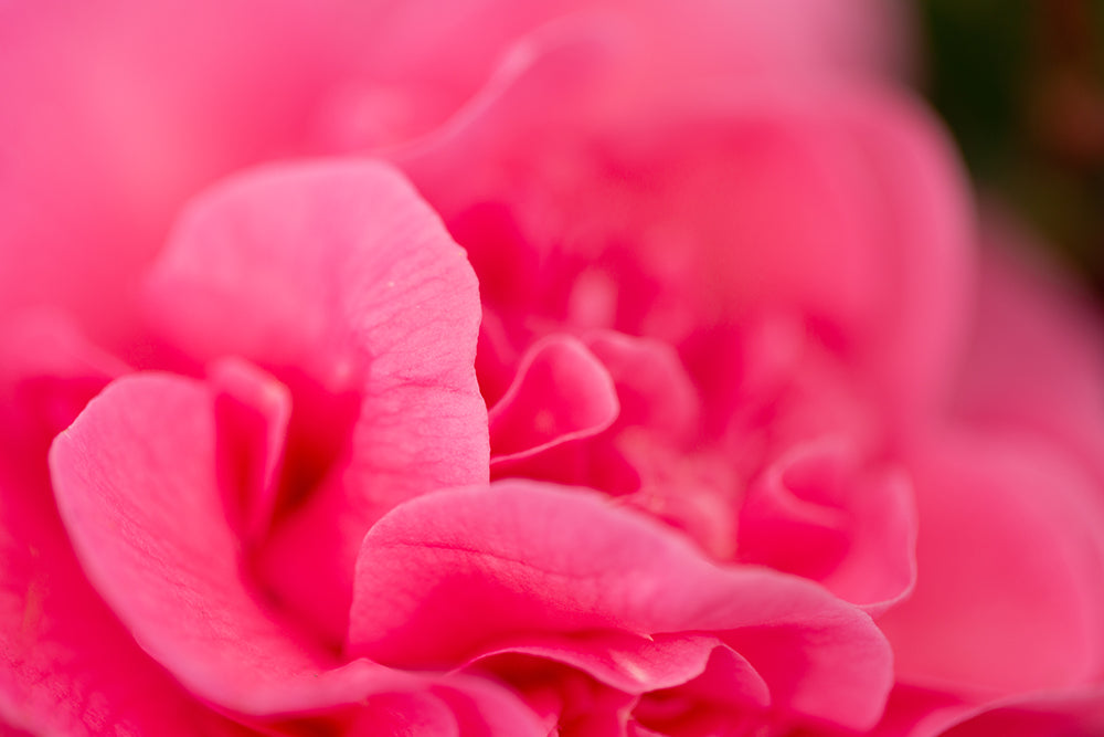 Petals on Camellia x williamsii 'Debbie'