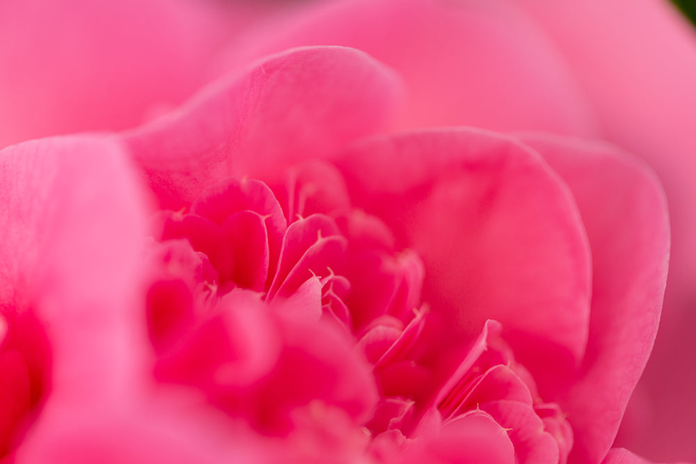 Close up of Camellia Debbie flower