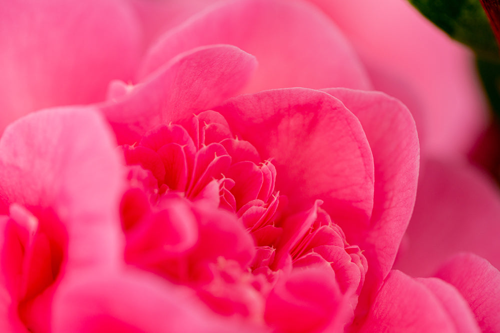 close up of Camellia Debbie petals