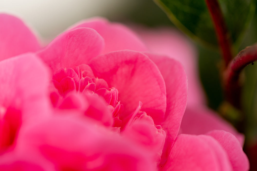 pink Camellia Debbie petals