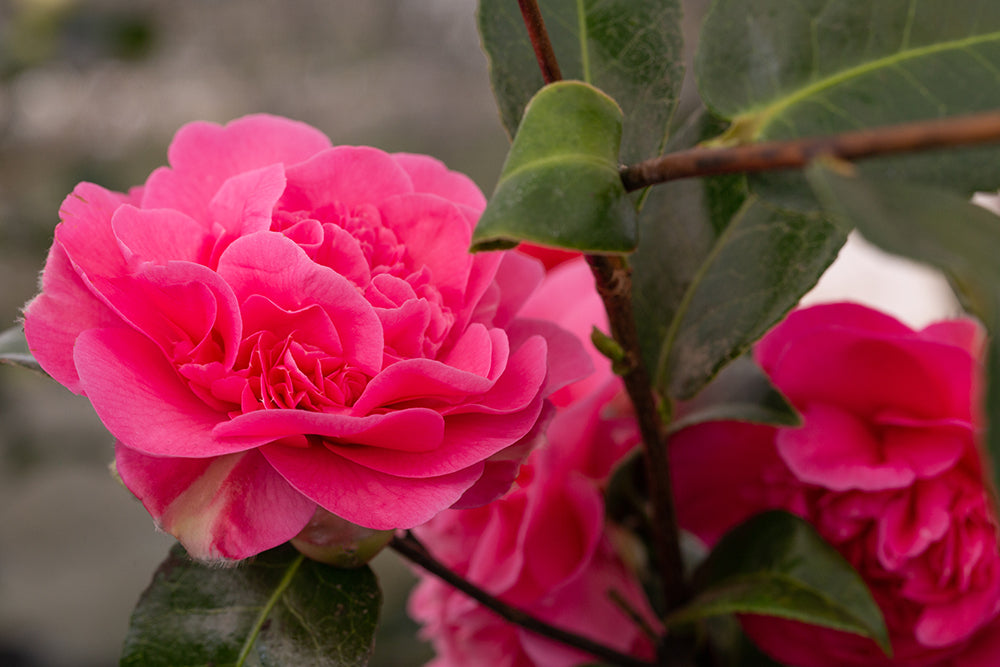Camellia x williamsii 'Debbie' Plant