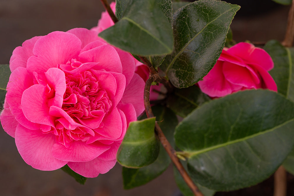 Flowering Camellia x williamsii 'Debbie'