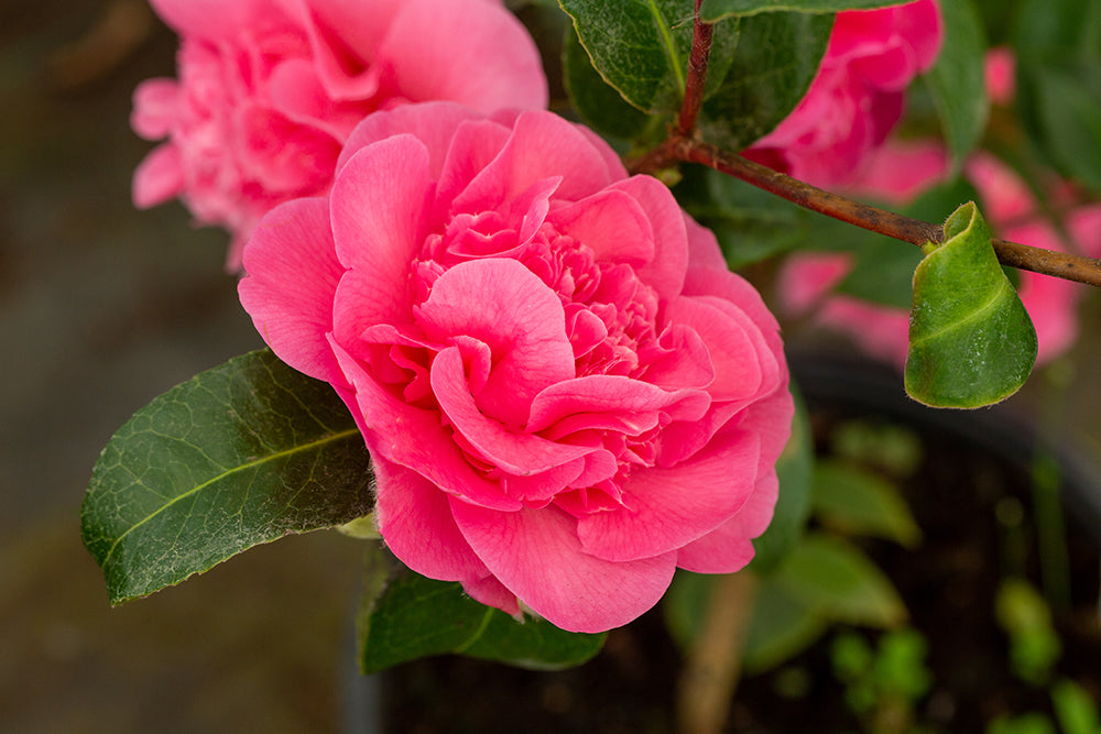 Flowers on Camellia x williamsii 'Debbie'
