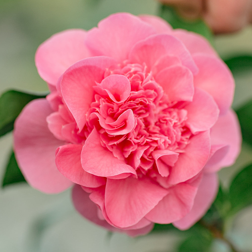Camellia x williamsii 'Debbie' Flower