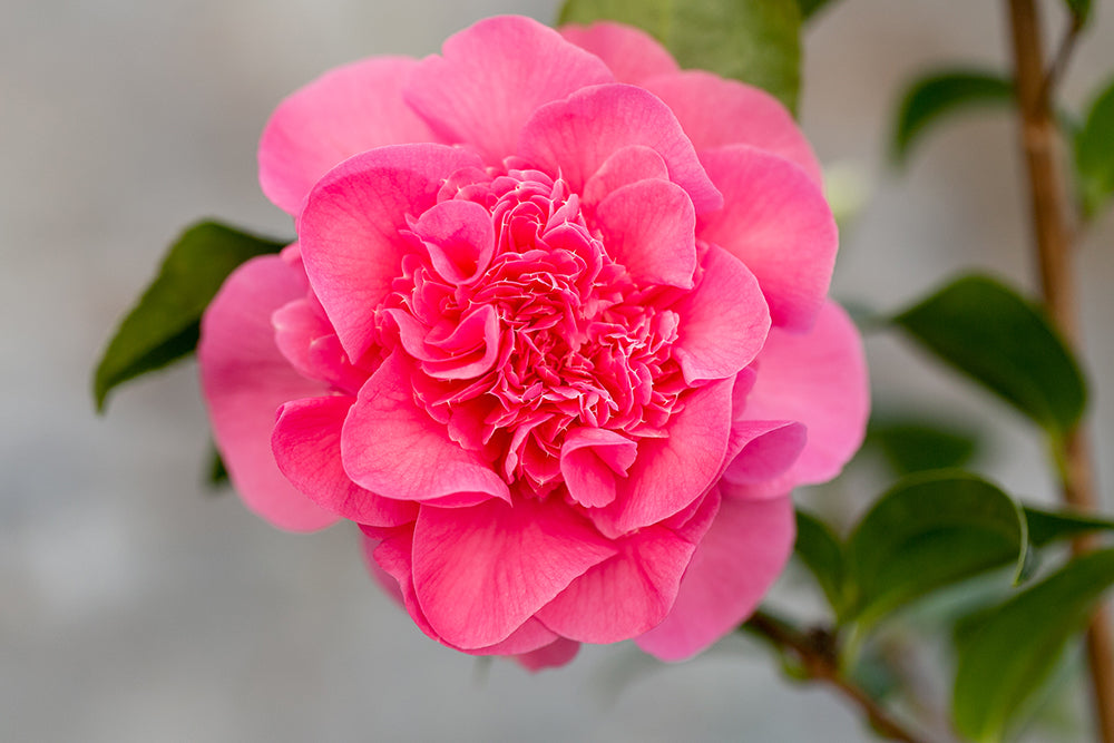 Bright Camellia x williamsii 'Debbie' Flower