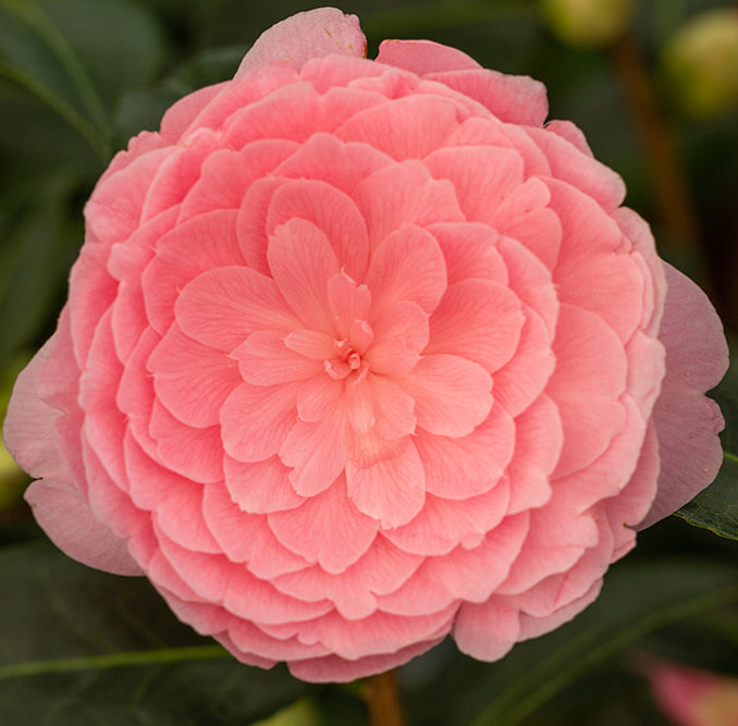 Camellia x williamsii 'E G Waterhouse' flower