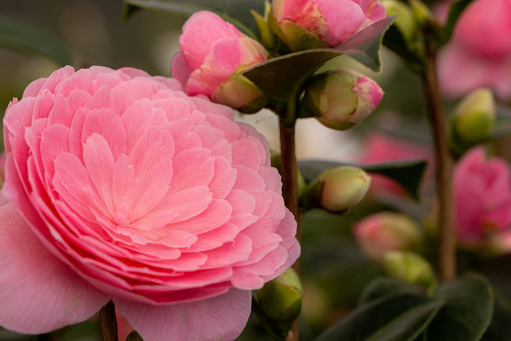 Flower and buds on camellia x williamsii 'E G Waterhouse'