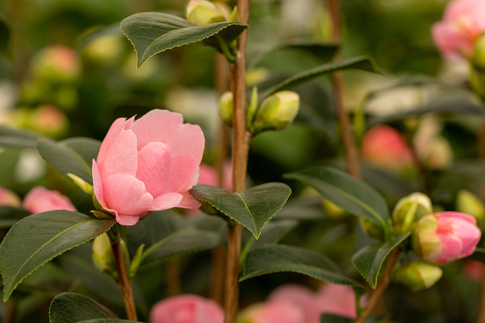 budding Camellia x williamsii 'E G Waterhouse' flowers