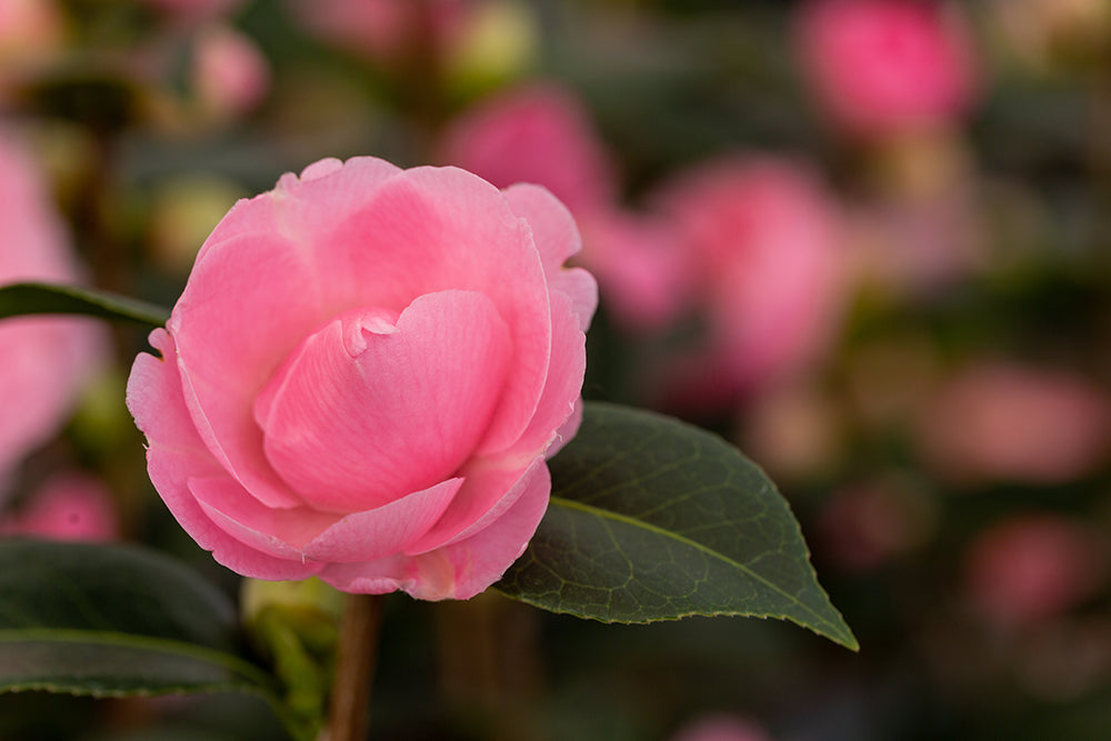 opening Camellia E G Waterhouse flower