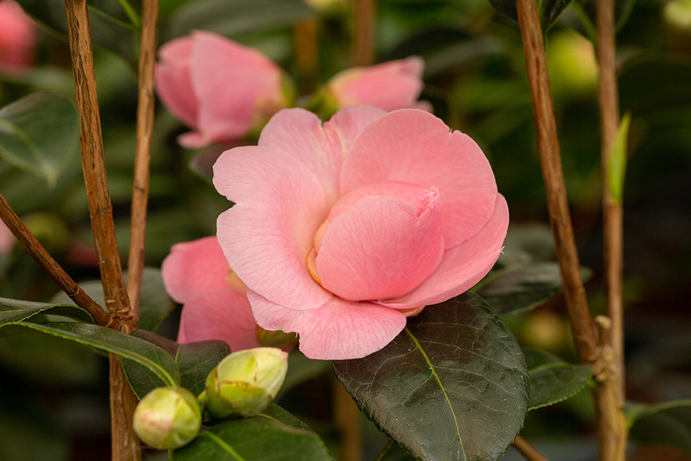 flowers and buds on Camellia E G Waterhouse plant