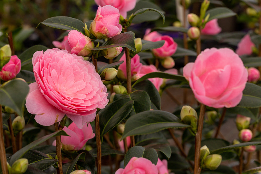 blooming Camellia E G Waterhouse plant