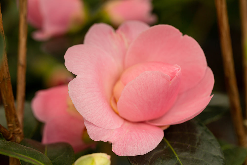 light pink Camellia E G Waterhouse flower