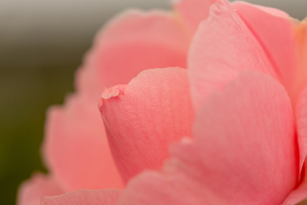 pink petals on Camellia E G Waterhouse