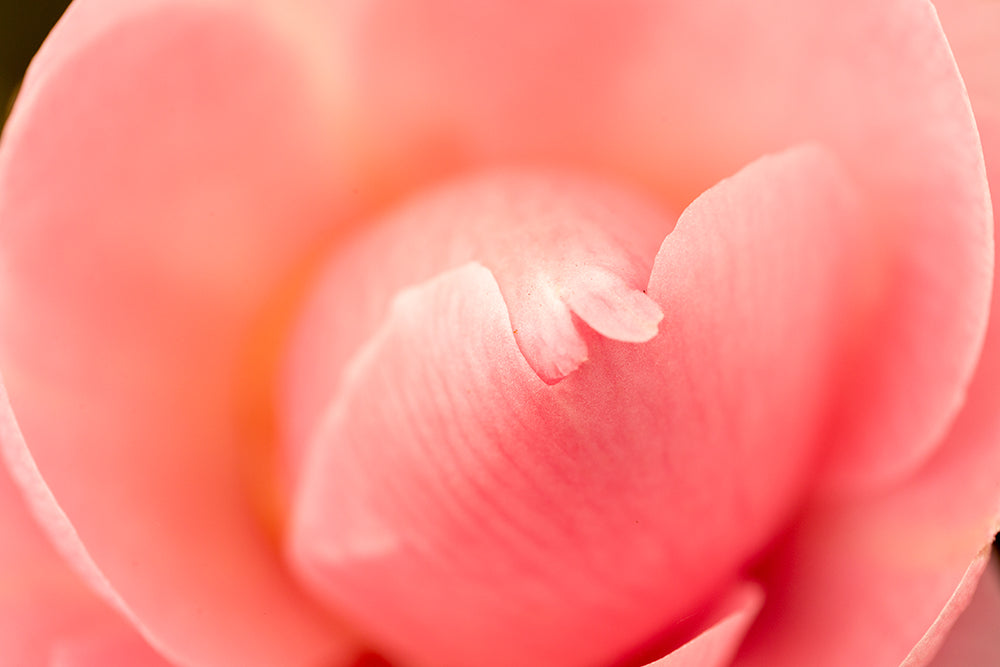 pink petal from Camellia E G Waterhouse