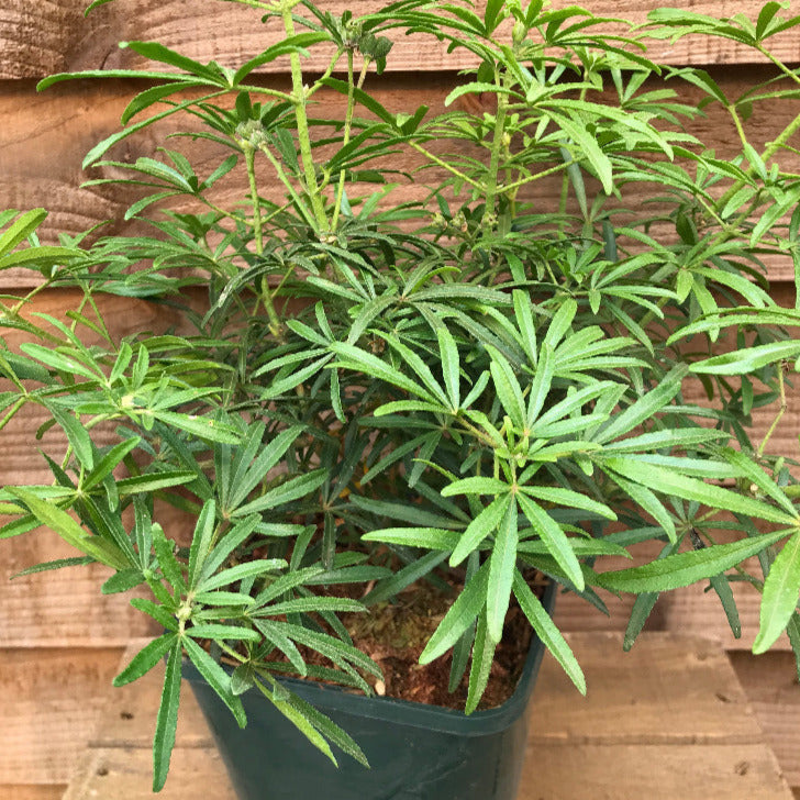 Choisya White Dazzler