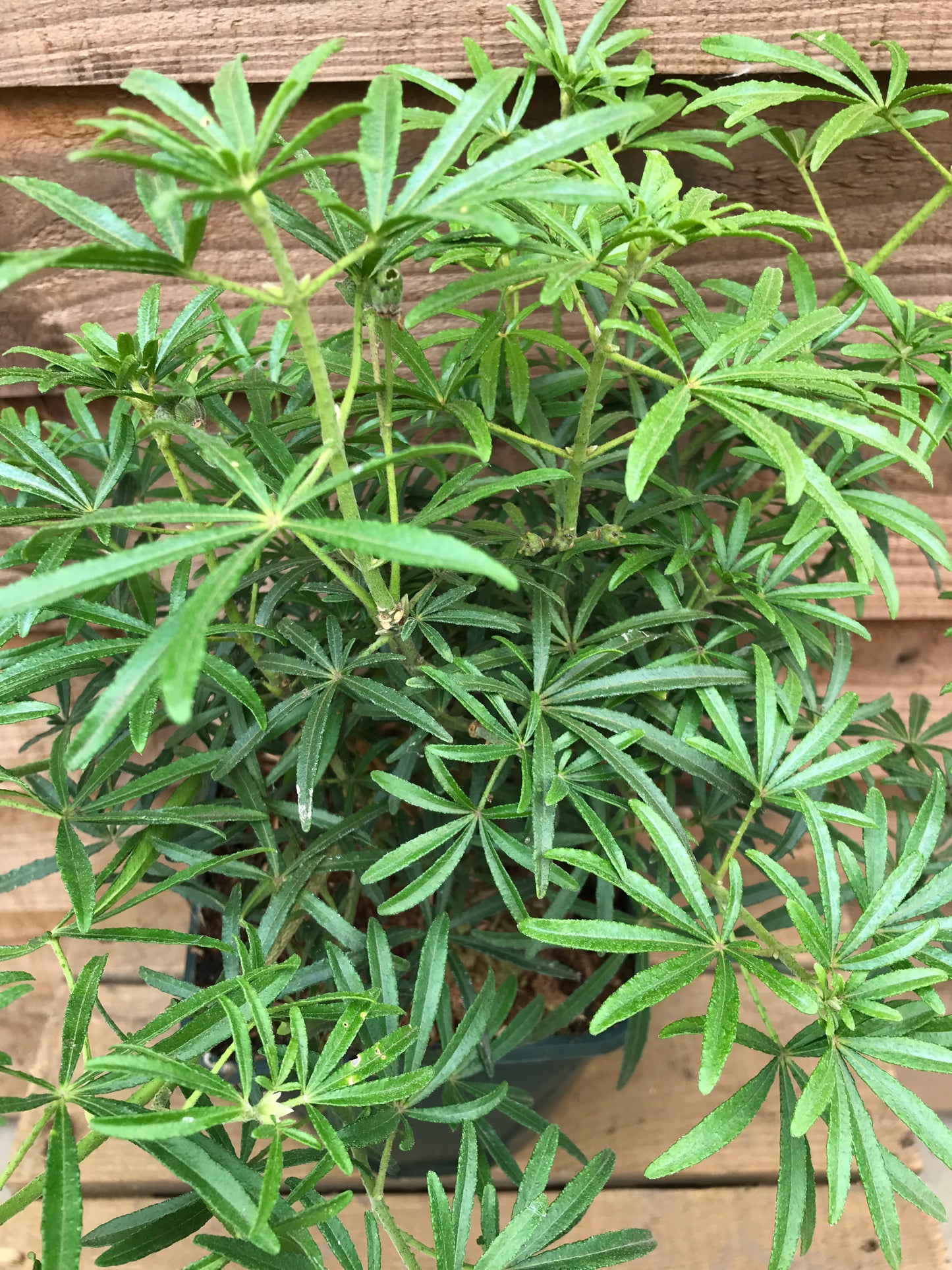 Choisya White Dazzler