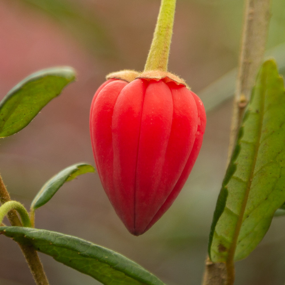 lantern flower