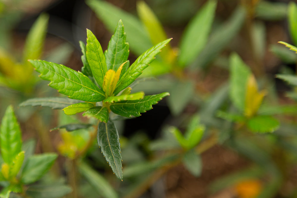 Leaves on crinodendron hookeranium