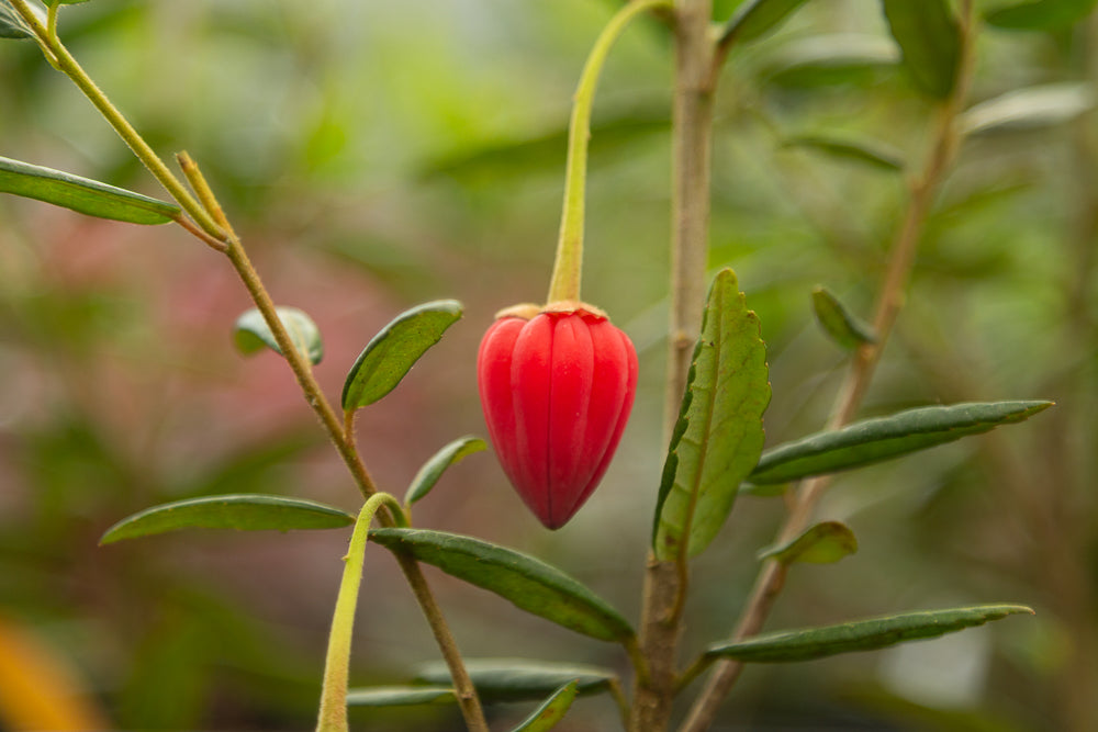 crinodendron hookeranium flowers