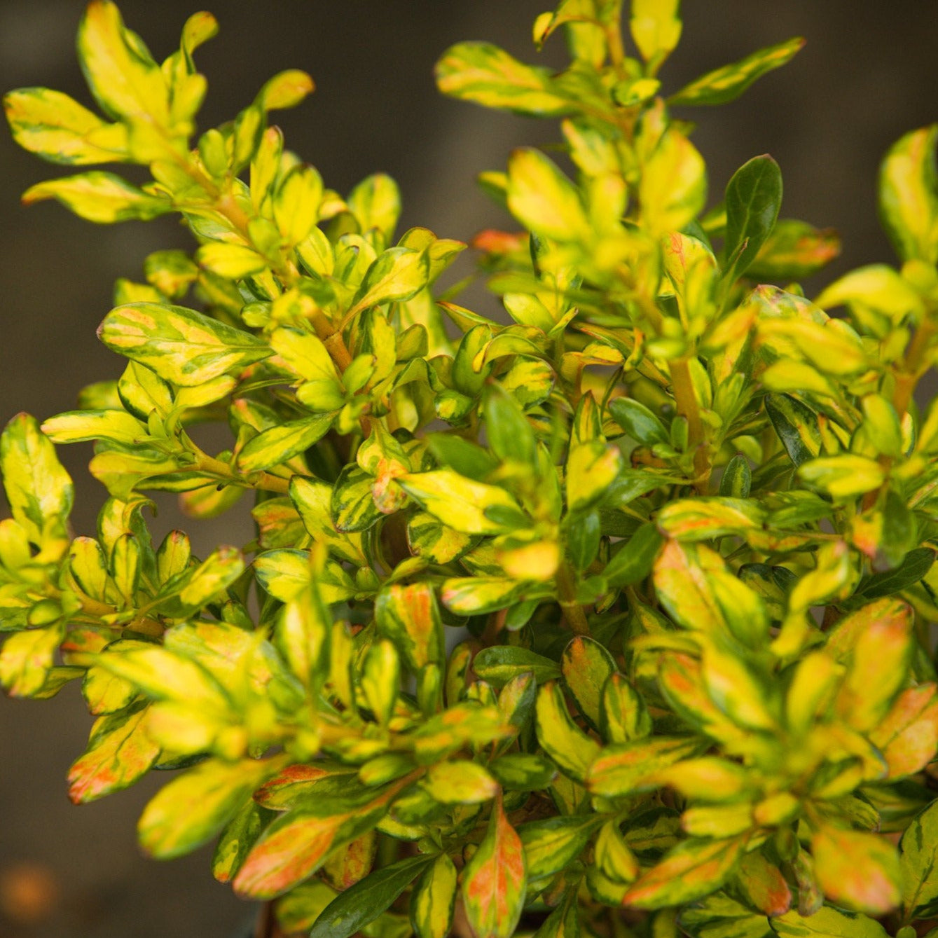 Leaves on Coprosma Lemon and Lime Plant