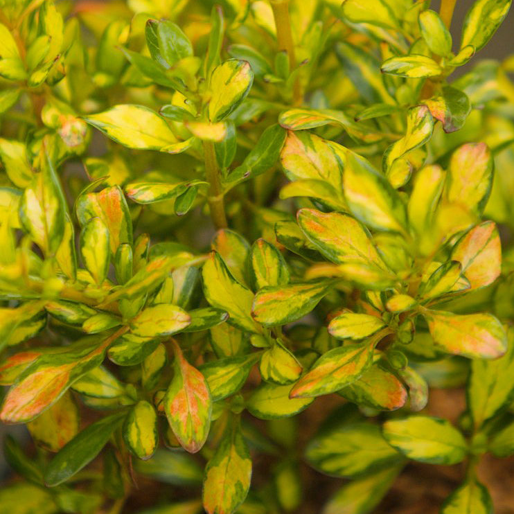 Coprosma Lemon and Lime Plant Leaves