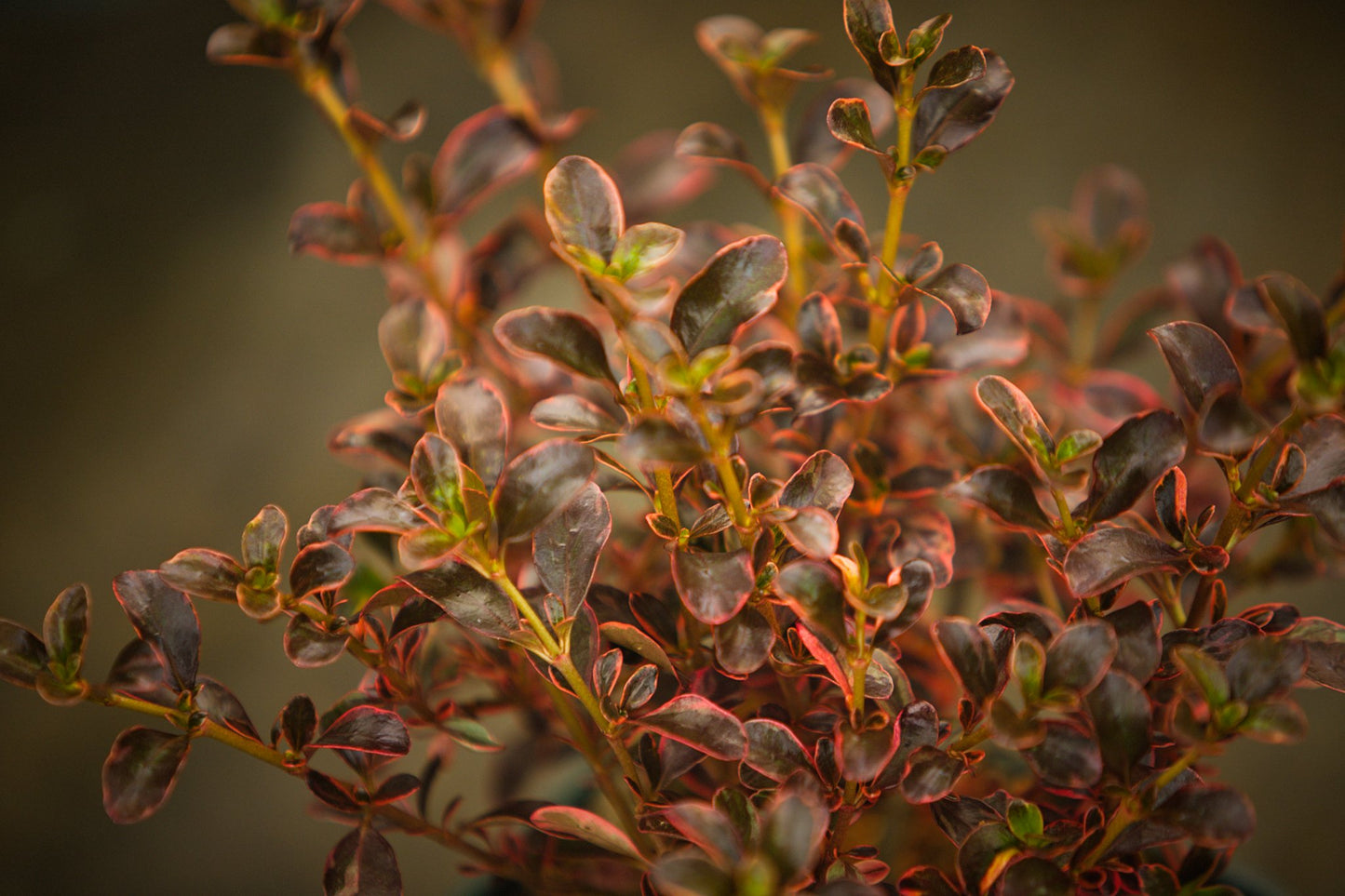 Coprosma Fire Burst