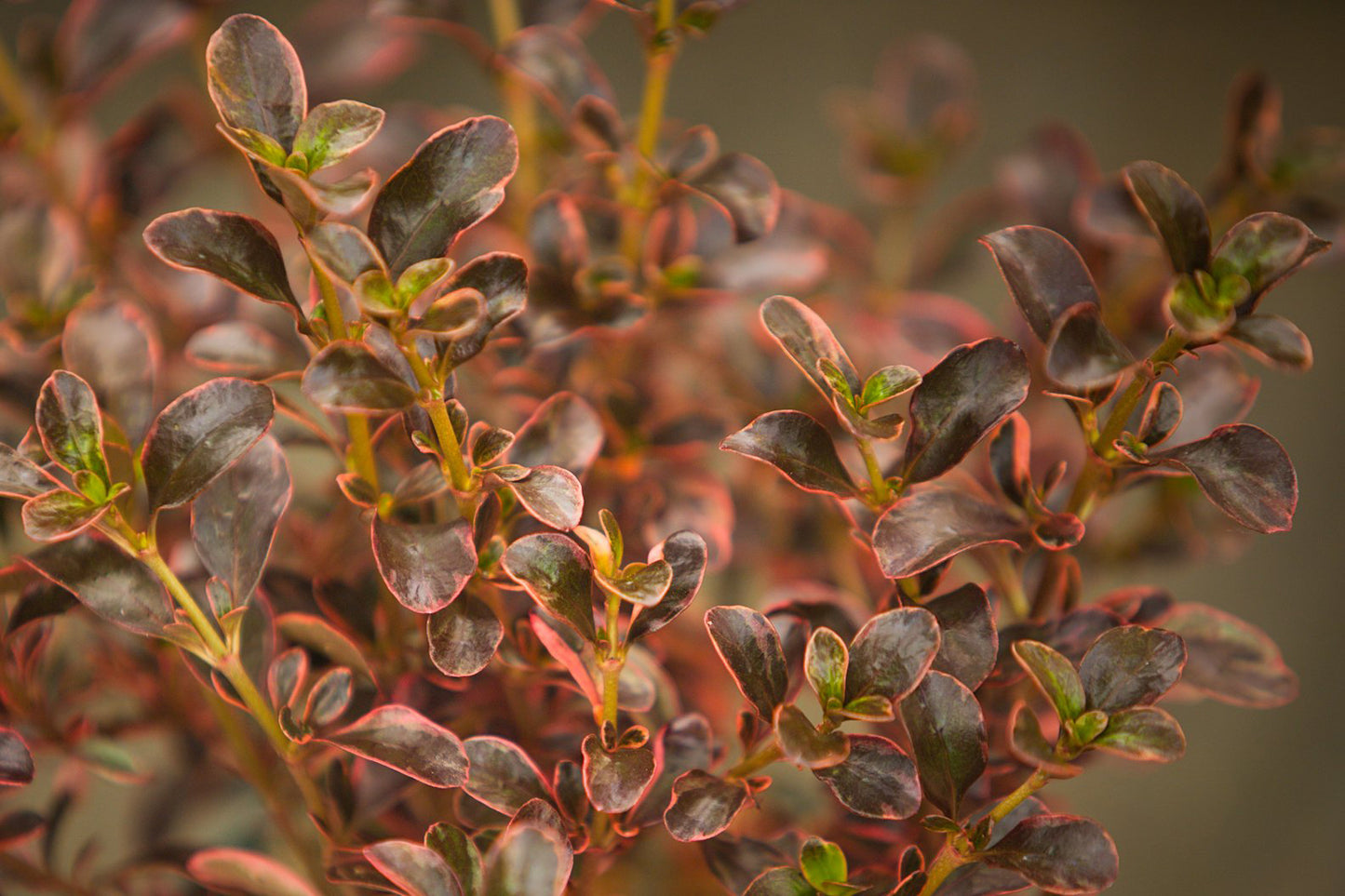 Coprosma Fire Burst