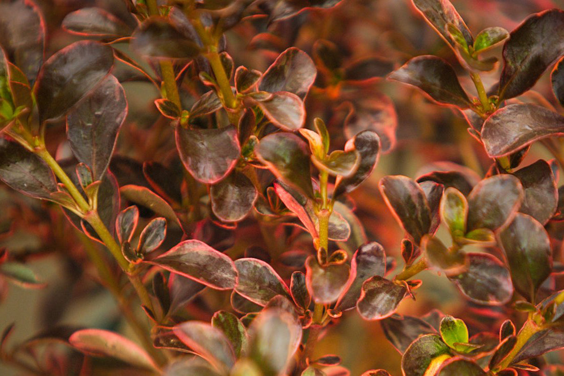 Coprosma Fire Burst