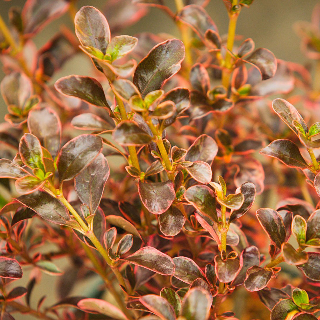 Coprosma Fire Burst
