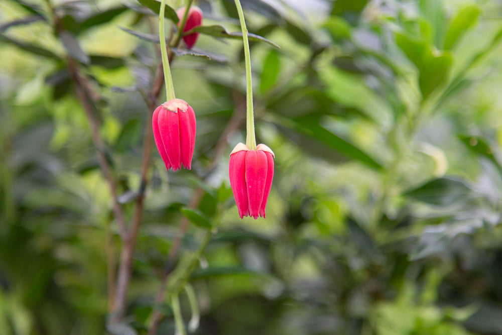 two crinodendron hookeranium flowers
