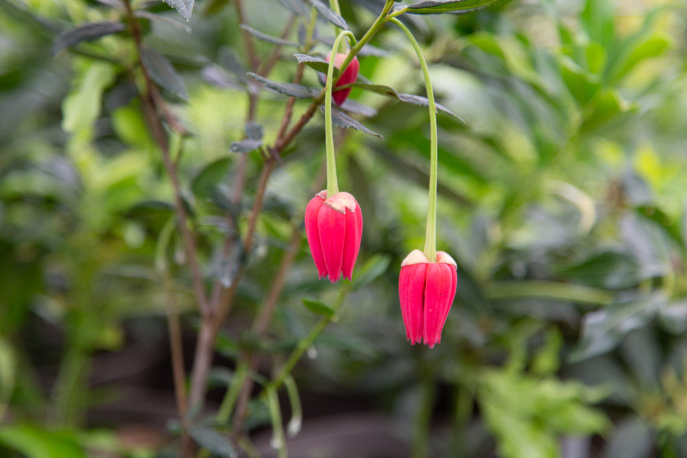 Hanging flowers on crinodendron hookeranium