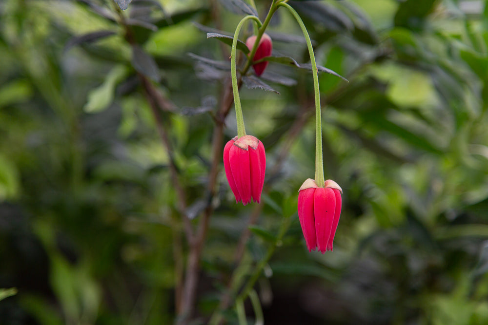lantern tree flowers