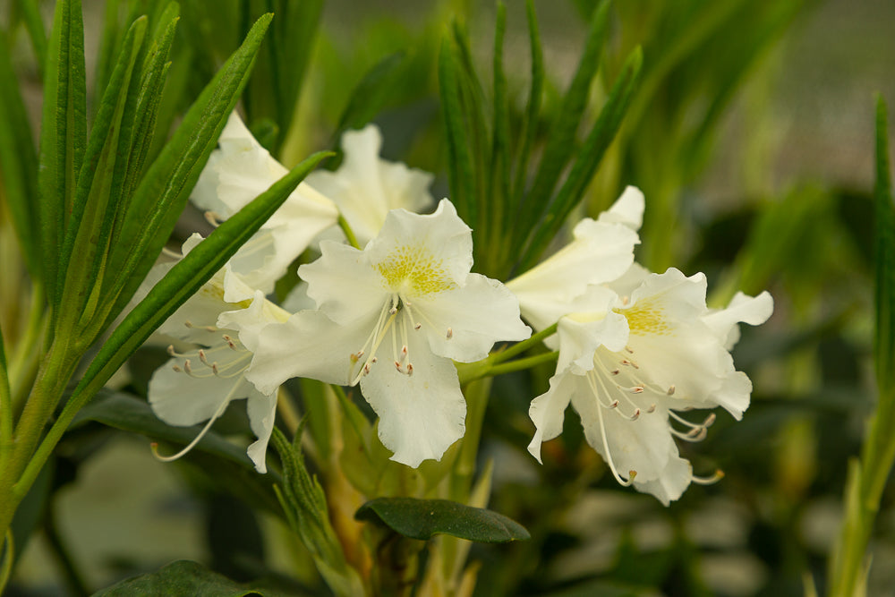 Rhododendron hybrid ‘Cunningham’s White’ flowers