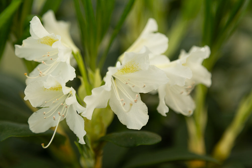 small cunninghams white rhododendron flowers