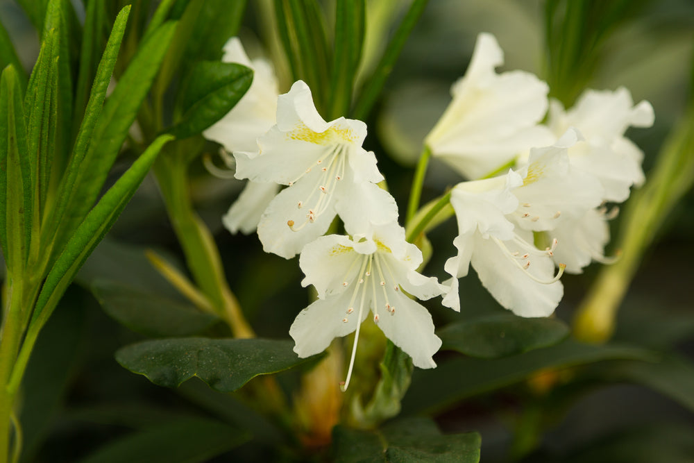 cunninghams white rhododendron flowers