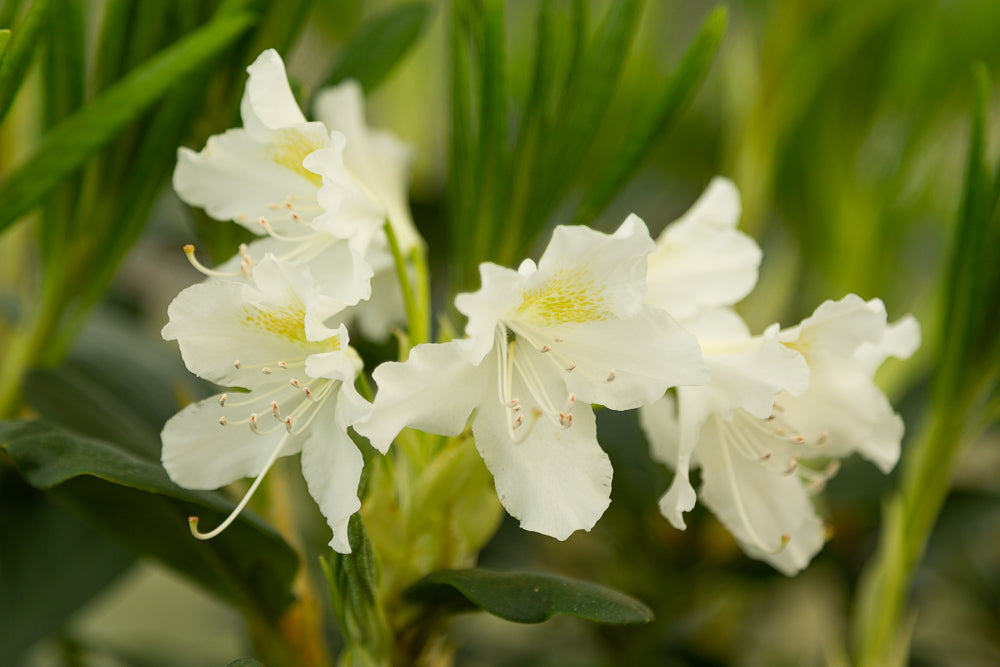 Cunningham’s White Rhododendron Flowers